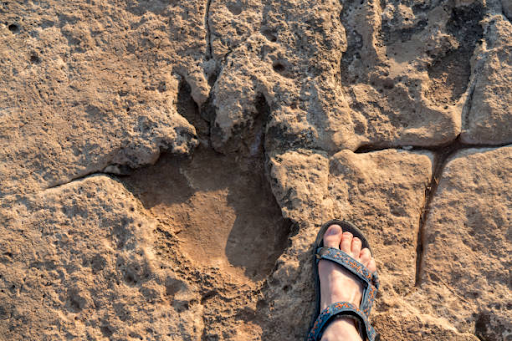 Dinosaur footprint
